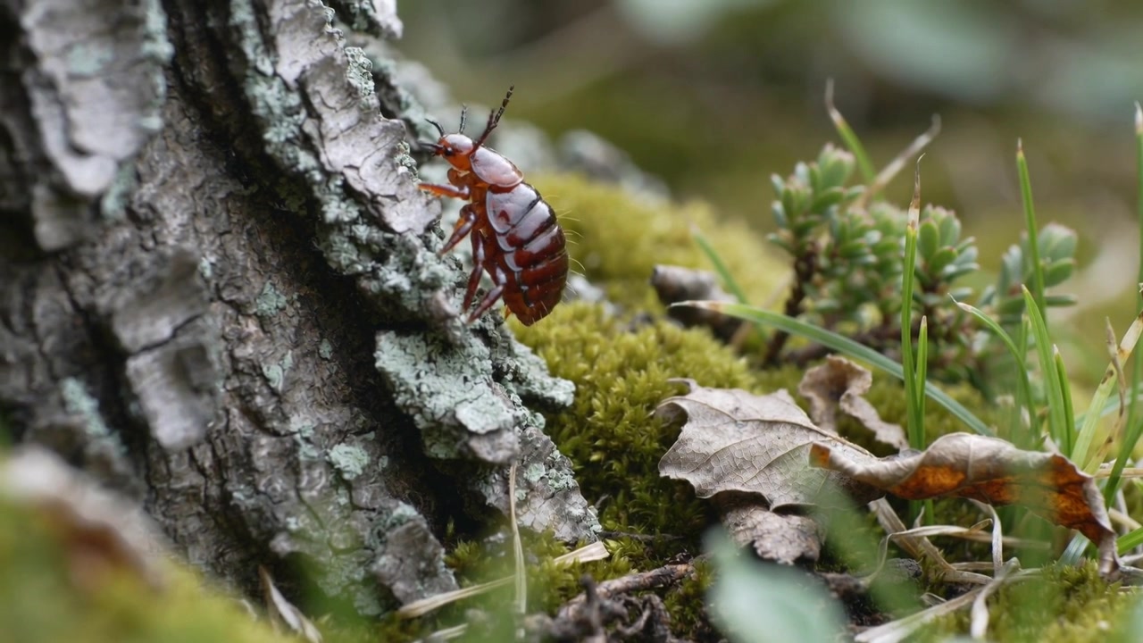 Sensing crevice with antennae, reddish beetle climbing tree base, probing lichen seeking shelter