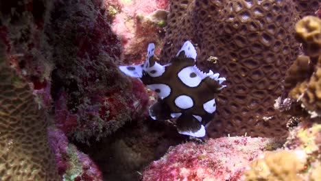 Harlekin-Süßlippen-Und-Andere-Leute-1