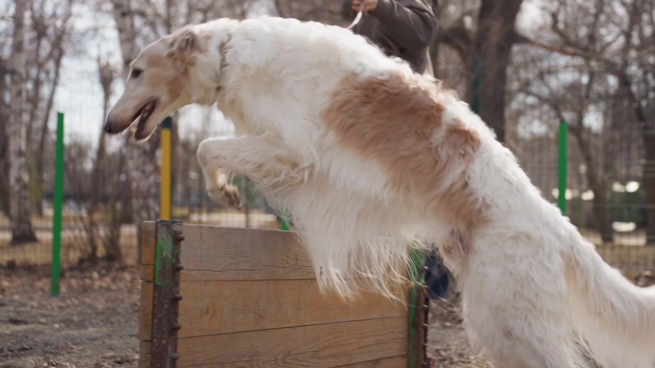 Cane bianco e marrone con pelo lungo al guinzaglio di una persona con pantaloni a quadri che cammina in un parco all'aperto. La scena mostra il cane che si avvicina a ostacoli di legno su terreno sterrato circondato da alberi.