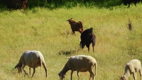 Rebaño-De-Ovejas-Y-Cabras-Pastando-En-Los-Prados