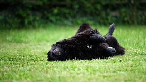 big wet black fluffy newfoundland dog rolling around and playing on the long grass in a field on a dog walk in slow motion