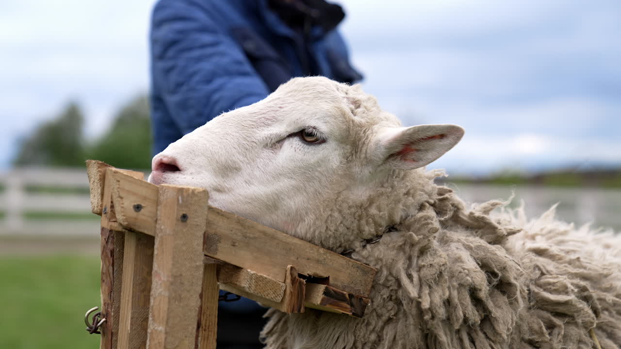 Face of a tied sheep on a farm. Shearing sheep. Beautiful white animal standing while shearing wool fleece of a sheep. Close-up.