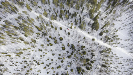 flying above two sleds pulled by dogs in a green forest with snow on the ground
