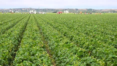 una toma amplia de trabajadores migrantes distantes en campos y granjas de fresas de california