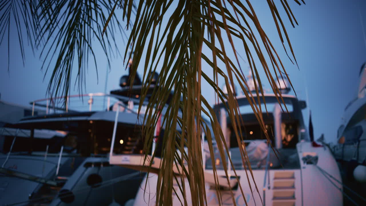 Palm leaves create a natural frame around luxury yachts docked in a marina on the Cote d'Azur at dusk