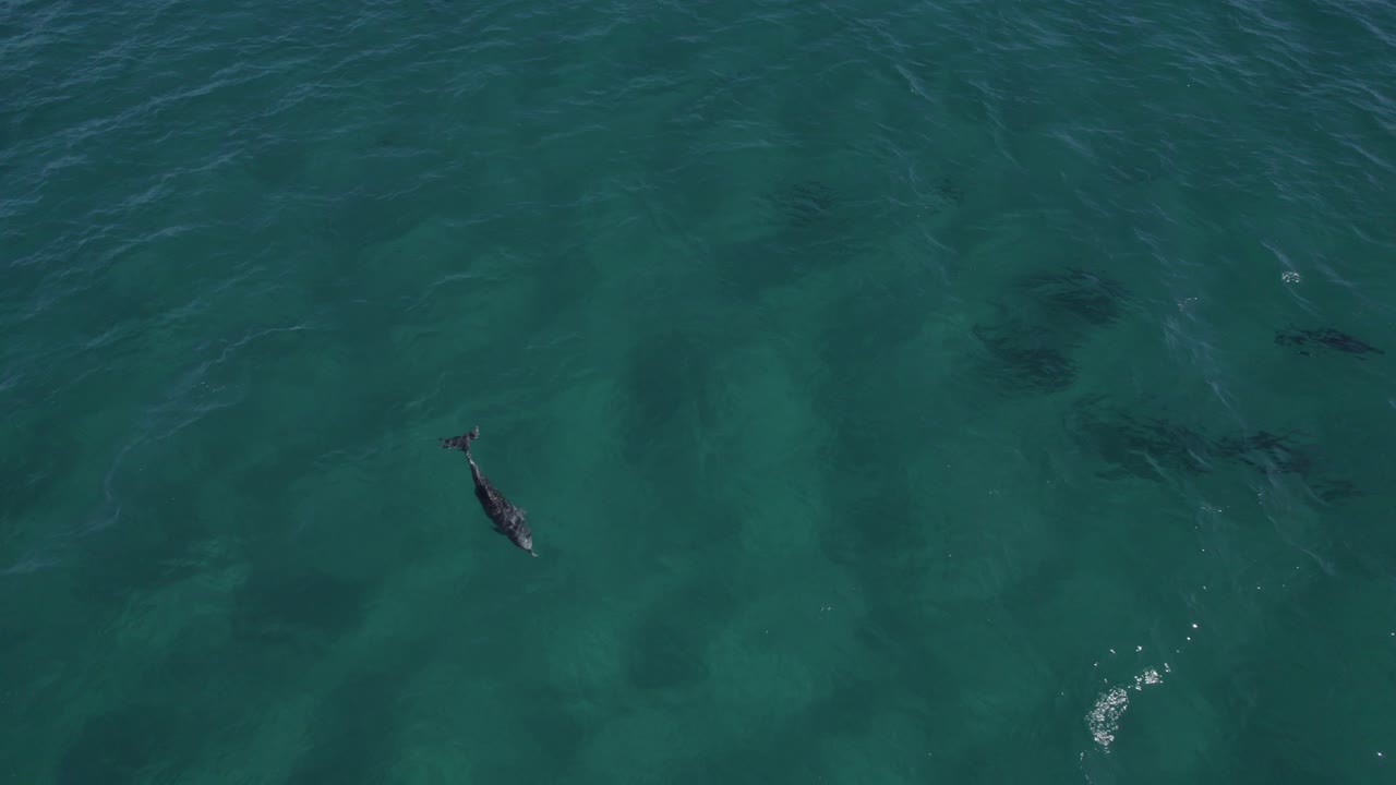 대낮에 함께 헤엄치는 병코돌고래 무리