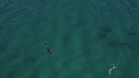 Gruppe-Tümmler,-Die-Bei-Tageslicht-Zusammen-Schwimmen