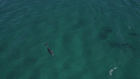 grupo de delfines nariz de botella nadando juntos a la luz del día