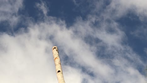 fast moving clouds passing a cut coconut tree.