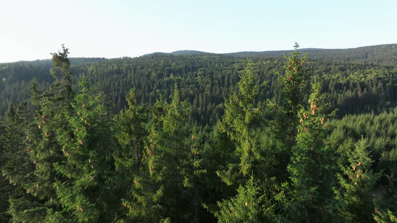 Lush green forest landscape with tall trees stretching across rolling hills on a sunny day