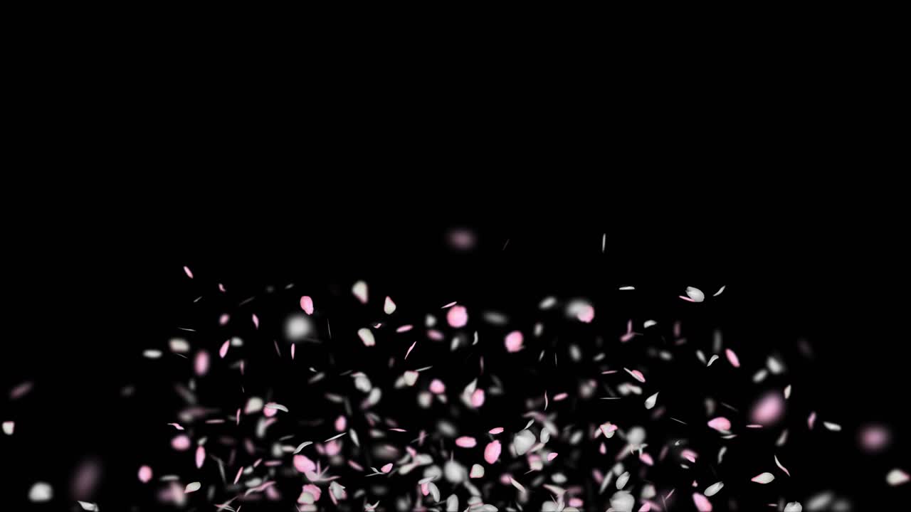 Pink and White Flower Petals Falling