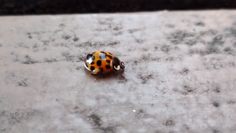 ladybug or ladybird beetle walks across a table - truck shot