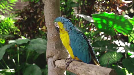 Close-up-of-colorful-parrot-standing-in-garden-full-of-plants-and-leafs