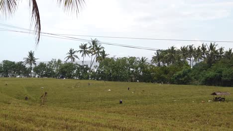 panning panoramic shot of rice fields and sea of north bali jembrana negara indonesia, farmers are harvesting in agricultural landscape