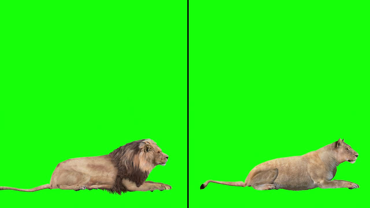 사자, 다양한 행동