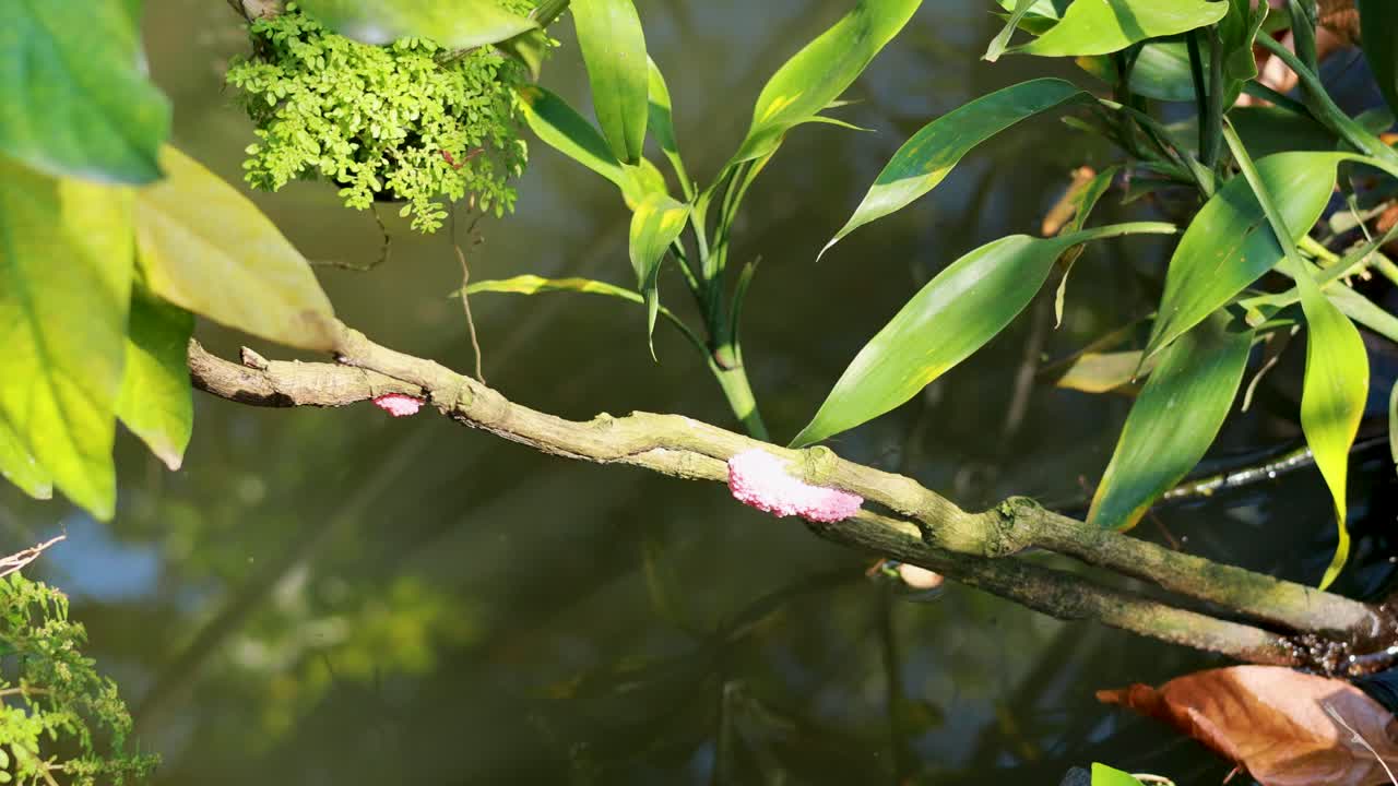 Close-up of apple snail eggs on a branch above murky water, surrounded by lush green foliage