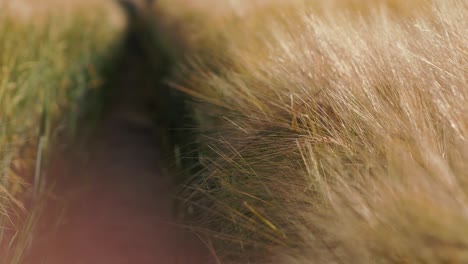 campo de cebada dorado y maduro con sol de verano brillante, belleza del campo, temporada de cultivo, orejas balanceándose en el viento, primer plano, fondo suave