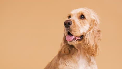 cute brown english cocker spaniel dog on beige background with copy space