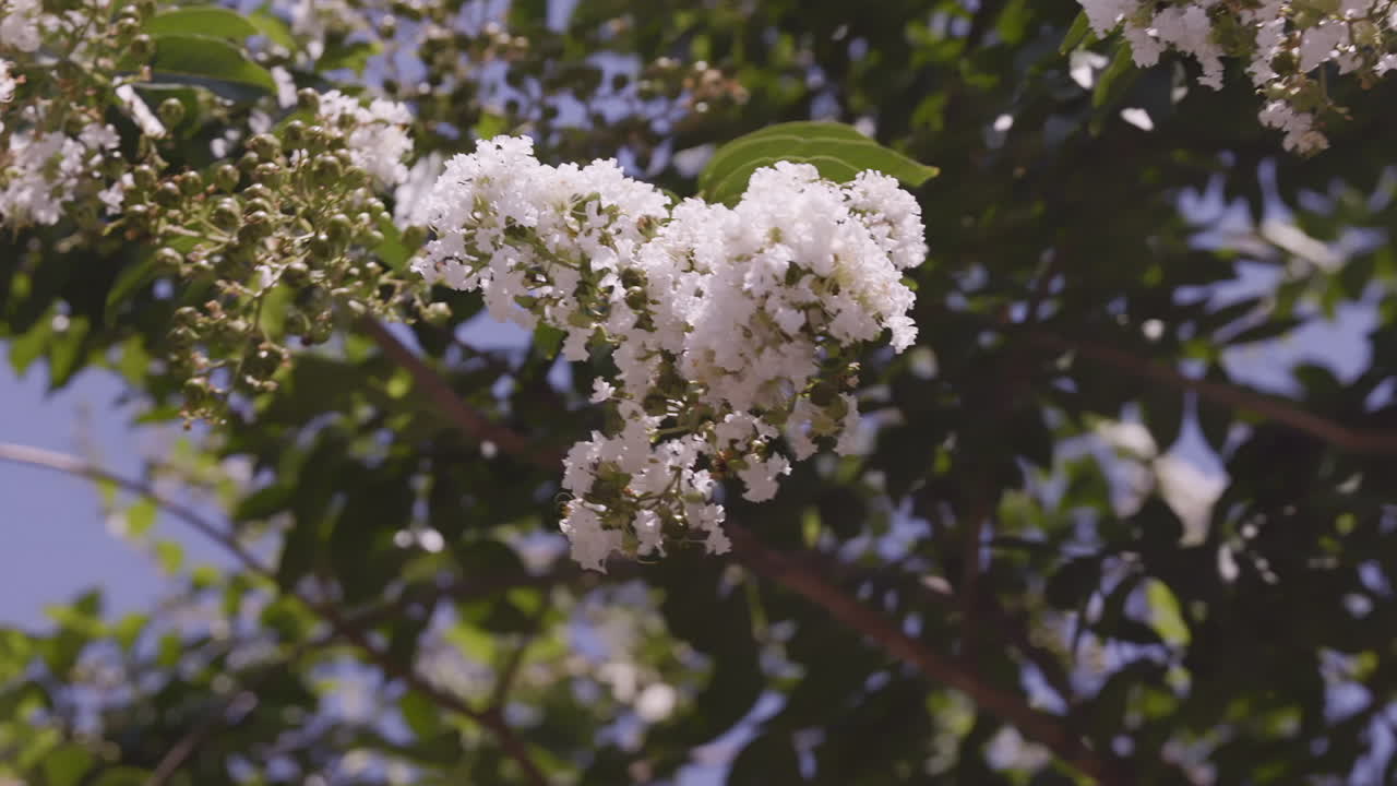 árbol de chokecherry blanco con abeja de miel volando alrededor