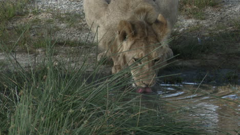 Macho-Juvenil-De-León-Africano-Bebiendo-De-Un-Pequeño-Estanque,-Ngorongoro-C