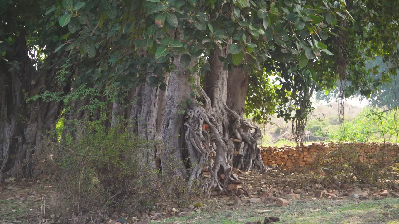 인도 마디아 프라데시 의 한 마을 에 있는 은 바냐나무 줄기 의 근접 촬영