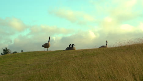 Four-geese-on-Bandon-Dunes-golf-course-Oregon,-camera-zooming-in