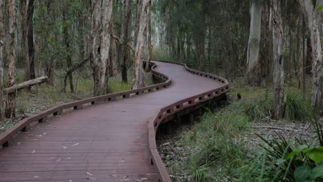 Handheld-Wide-Shot-Melaleuca-Boadwalk-Trail,-Parque-De-Conservación-Del-Lago-Coombabah,-Costa-Dorada,-Queensland