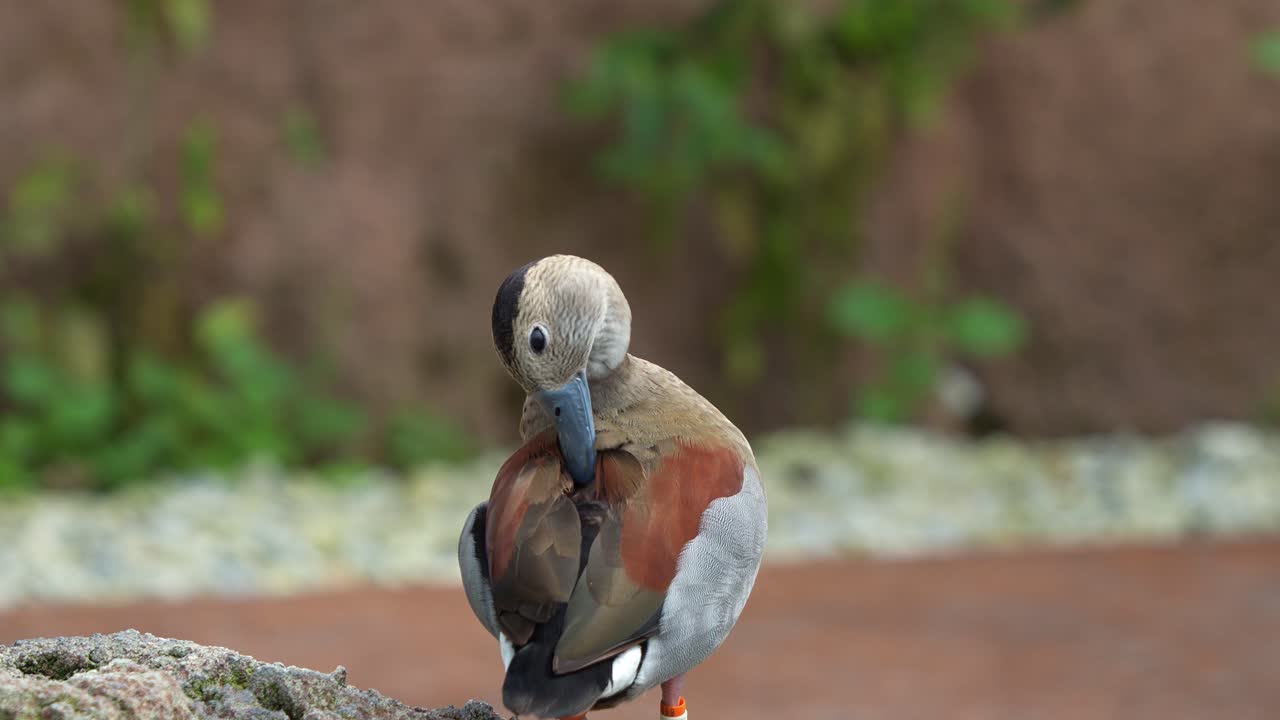 fotografía de cerca de un macho adulto de color azul anillado, callonetta leucophrys de pie en la roca, limpiándose, limpiando, eliminando suciedad, escombros y parásitos, aceite de glándula para impermeabilizar las plumas