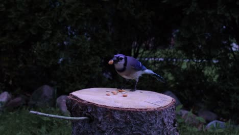 Blauhäher-Vogel,-Der-Auf-Einem-Baumstamm-Landet-Und-Einen-Erdnusssnack-Isst