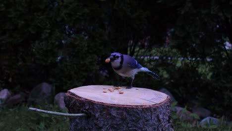 pájaro azul jay aterrizando en un tronco y comiendo un bocadillo de maní