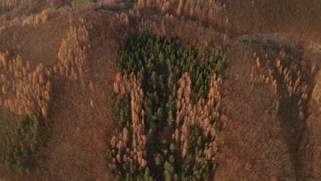 an aerial tilt-down drone view of a hill with letters formed by trees (deciduous spruce) in late autumn