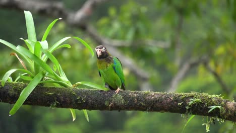 a cute red-lored amazon bird , standing on a branch, going away when chased by another specimen