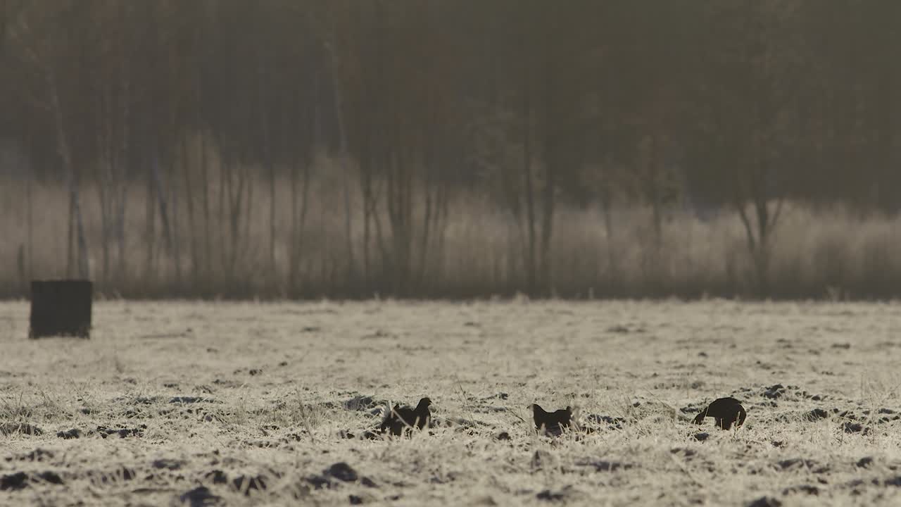 이른 아침에 검은 뇌조 렉