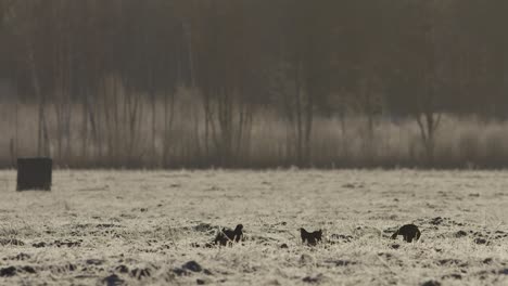 Birkhuhn-Lek-Am-Frühen-Morgen