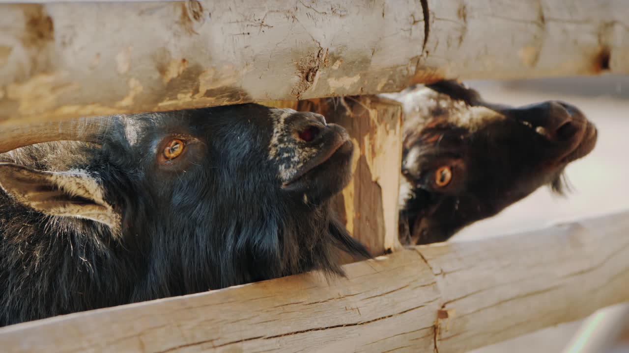 아이는 울타리 농장의 갈라진 틈으로 머리를 내밀고 있는 멋진 흑염소에게 간식을 줍니다