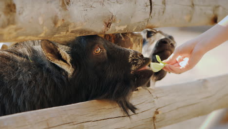 the child gives a treat to a cool black goat who sticks his head through the crack of the fence farm