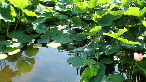 Cámara-Lenta-De-La-Familia-Coot-Flotando-A-Través-De-Hojas-De-Loto,-Full-Hd