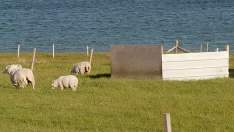 Foto-De-Teleobjetivo-De-Un-Rebaño-De-Ovejas-Pastando-En-Un-Croft-A-La-Hora-Dorada