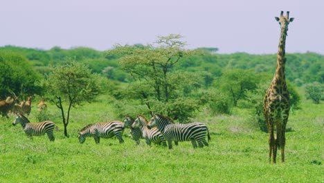 seguridad en números para especies en peligro de extinción en áfrica salvaje en super slo mo