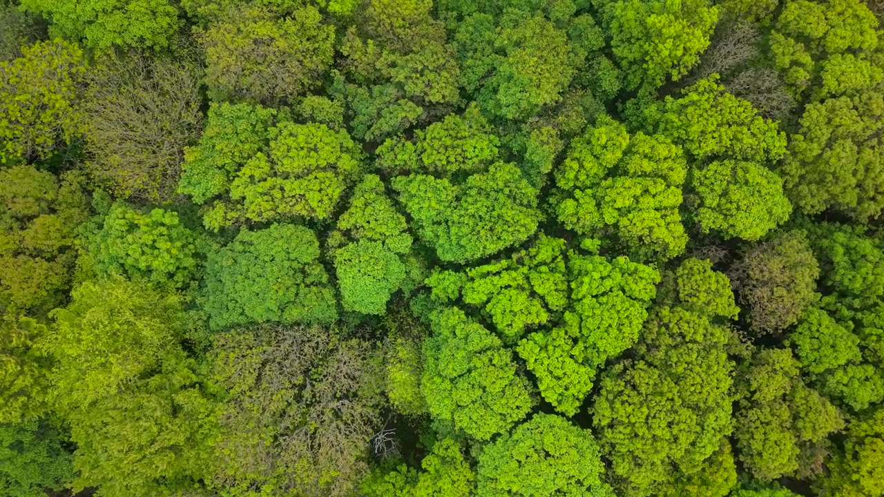 Flygvy över täta gröna trädtoppar i en frodig irländsk skog dagtid.