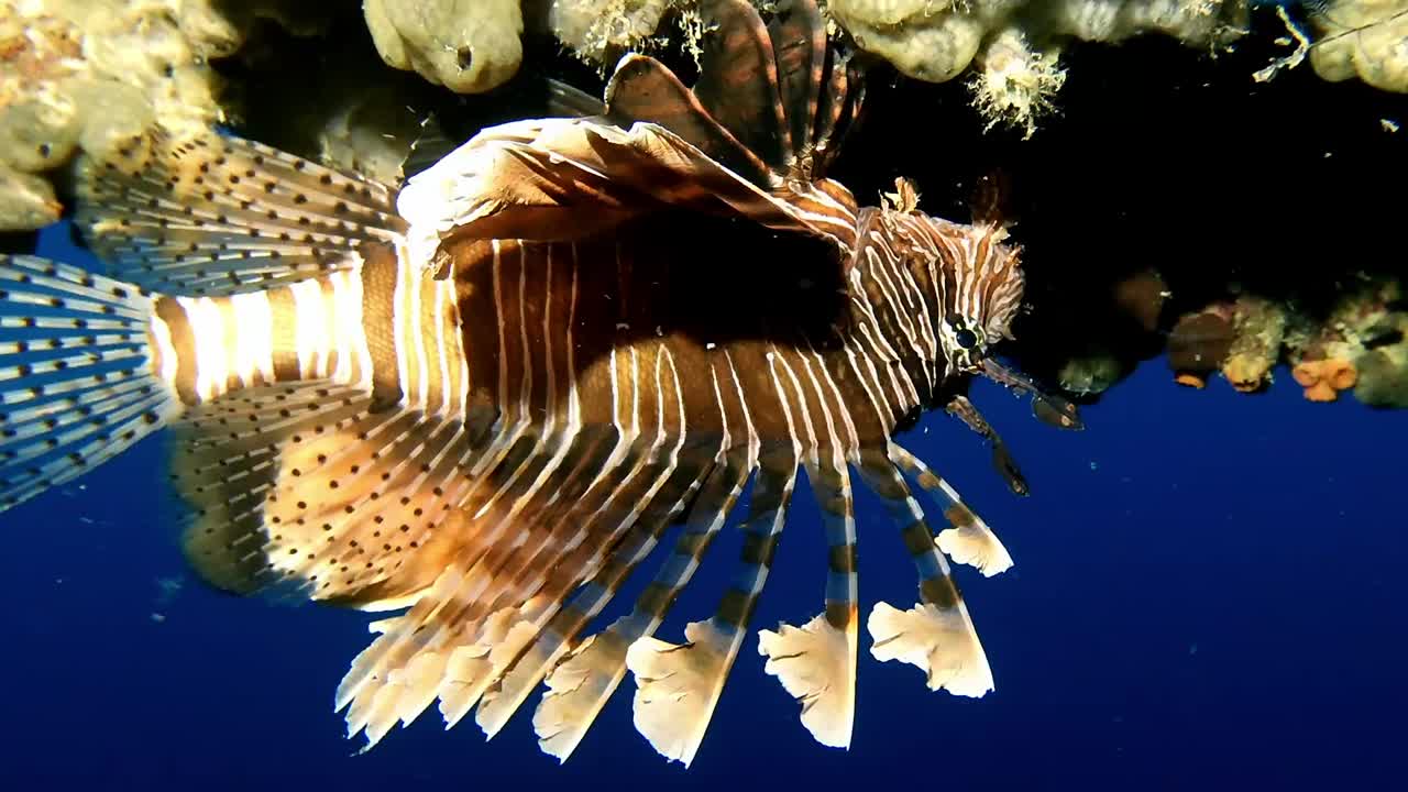 Majestic lionfish near a coral reef in Mauritius waters. Vivid stripes and graceful fins stand out in deep blue, perfect for marine life, nature, and biodiversity themes.