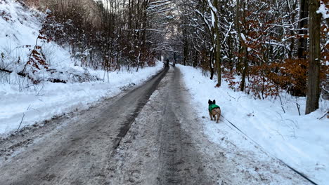 Taking-french-bulldog-for-walk-in-winter-Gdansk-Poland