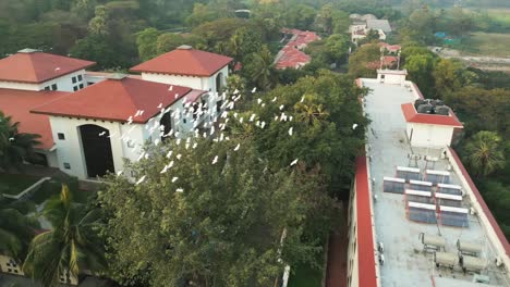 Störche-Fliegen-Vom-Baum,-Nahaufnahme-Aus-Der-Vogelperspektive