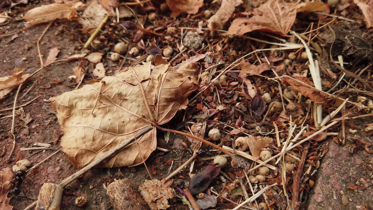 Carpenter Ants (Camponotus) moving and collecting materials for the nest