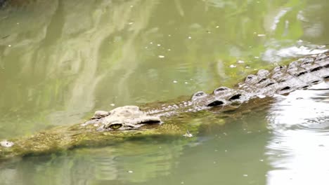 semiaquatic crocodile moving slowly surfacing over calm lake