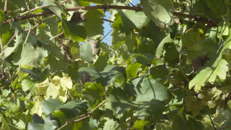 cerrar, toma de detalle como una mano cortando racimos de uva en un viñedo, durante la cosecha en un día soleado