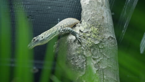bebé dragón de komodo eclosionando escondido en el tronco del árbol y mirando a su alrededor en el recinto del zoológico profundidad poco profunda del campo