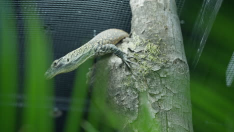 baby komodo dragon hatchling hiding on tree trunk and looking around in zoo enclosure shallow depth of field