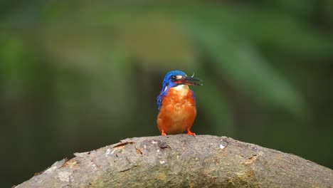 Un-Lindo-Pájaro-Martín-Pescador-De-Orejas-Azules-Está-Encaramado-Y-Sacudiendo-Su-Cuerpo