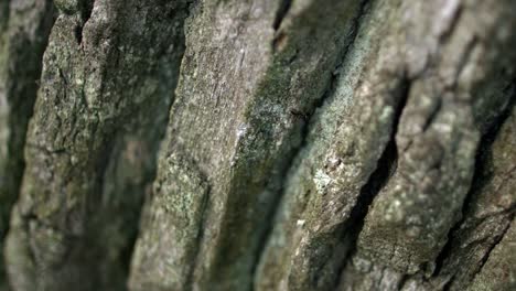 black ant crawling along dark bark of tree in forest. ant creeping on tree bark